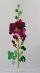 Hollyhock 3